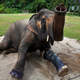 Illustration for article titled Need A Pick-Me-Up? Check Out These Animals Made Happier By Prosthetics